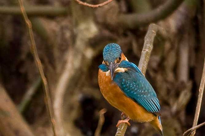 Eisvogel an der Wupper